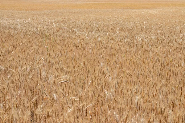 Fields Wheat End Summer Fully Ripe — Stock Photo, Image