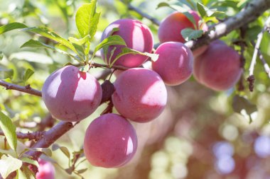 Erik ağacı güneş ışığında sulu meyveler.