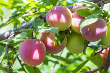 Erik ağacı güneş ışığında sulu meyveler.
