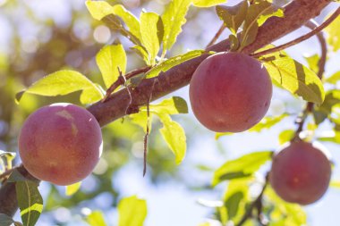 Bahçedeki ağaç dalında olgun erikler.