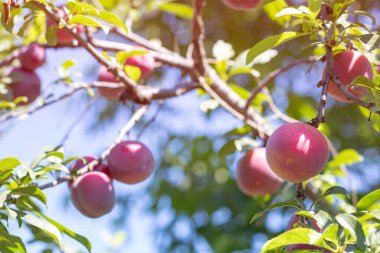 Bahçedeki ağaç dalında olgun erikler.