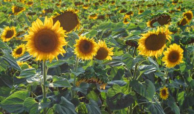 Sarı ayçiçekleri. Ayçiçeği tarlası, kırsal alan.