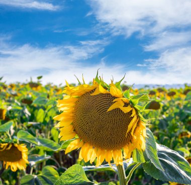 Bulutlu mavi gökyüzü ve parlak güneş ışıkları üzerinde ayçiçeği tarlası olan güzel bir manzara..