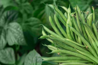 Bahçedeki taze fasulye hasadı..