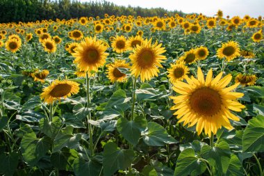 Gün batımında çiçek açan ayçiçeği tarlası.