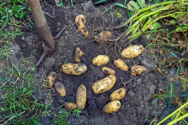 Harvesting Potatoes Fresh Potatoes Dig Ground Spade Fresh Potato — Stock Photo, Image