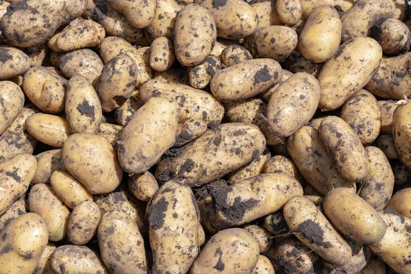 Freshly Dug Potatoes Field Close — Stock Photo, Image