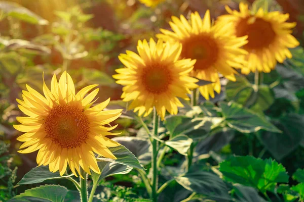 Gula Solrosor Fält Solrosor Landsbygdslandskap — Stockfoto