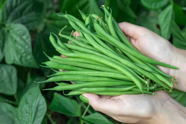 Oogst Van Groene Verse Bonen Een Tuin Handen Vasthouden Groene — Stockfoto