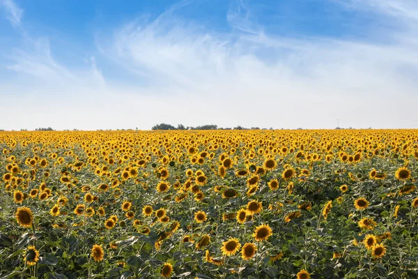 Campo Girassóis Florescendo Pôr Sol Fundo — Fotografia de Stock