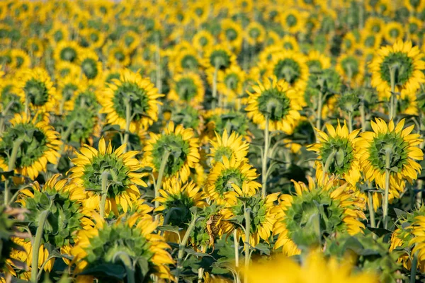 Field Backwards Facing Giant Sunflowers Sunny Summer Day — Stock Photo, Image