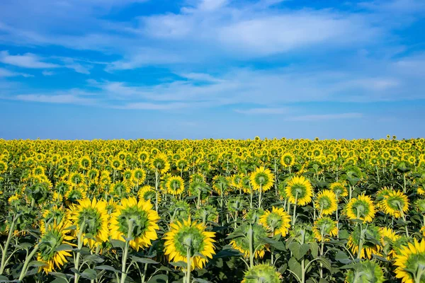 Campo Girassóis Gigantes Virados Para Trás Dia Ensolarado Verão — Fotografia de Stock