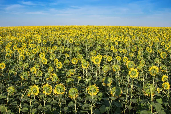 Field Backwards Facing Giant Sunflowers Sunny Summer Day — Stock Photo, Image