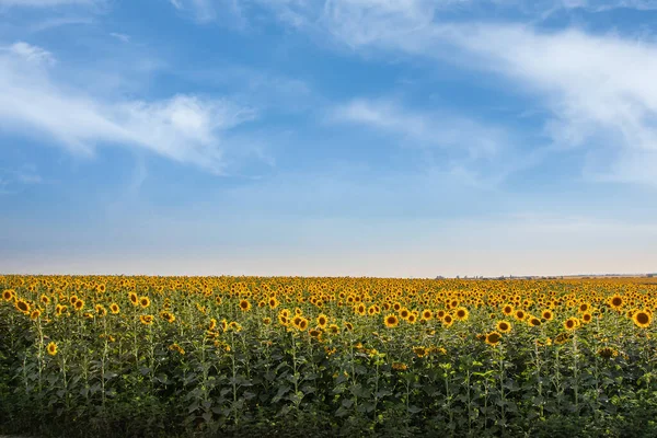 Mező Virágzó Napraforgó Háttér Naplemente — Stock Fotó