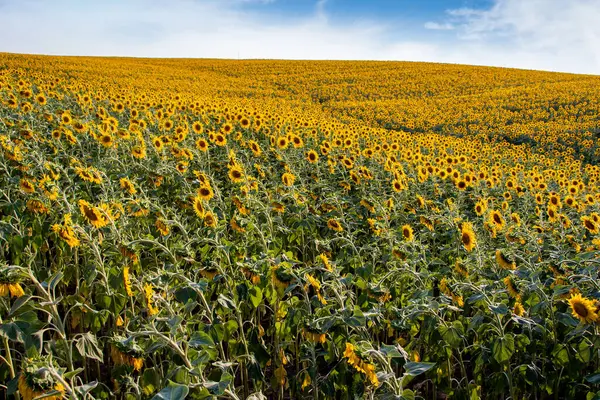 Field Blooming Sunflowers Background Sunset — Stock Photo, Image