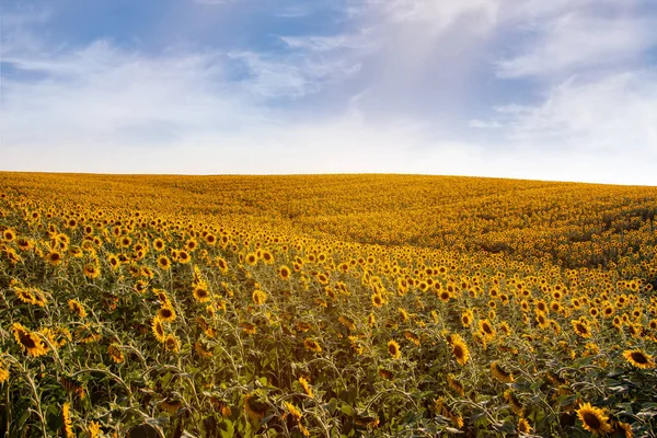 Field Blooming Sunflowers Background Sunset — Stock Photo, Image