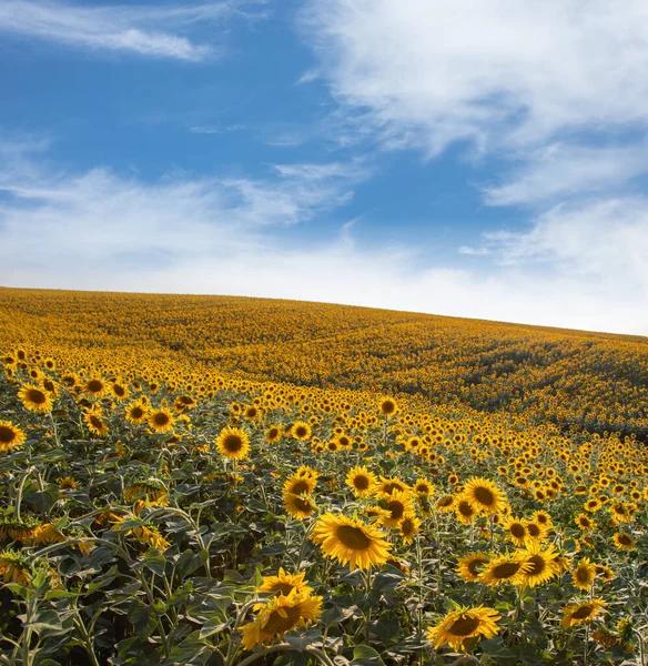 Summer Landscape Beauty Sunset Sunflowers Field — Stock Photo, Image