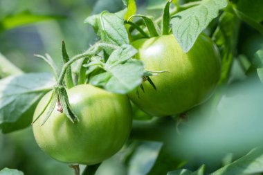 Bahçedeki yeşil domatesler.