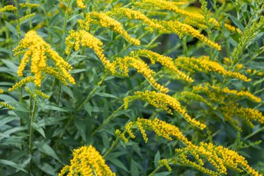 Goldenrod çiçeği veya Solidago Canadensis, bal bitkisi, gün batımı, yakın plan, seçici odak.
