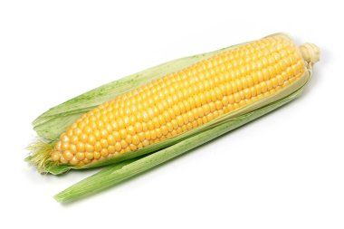 Beyaz arka planda yaprakları ayrılmış taze mısır kulakları..