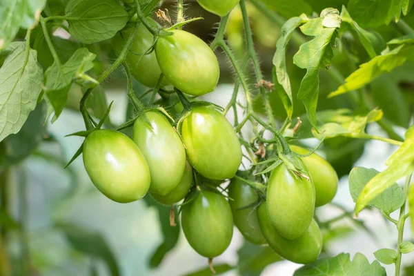 Groene Tomaten Een Tuin Close — Stockfoto