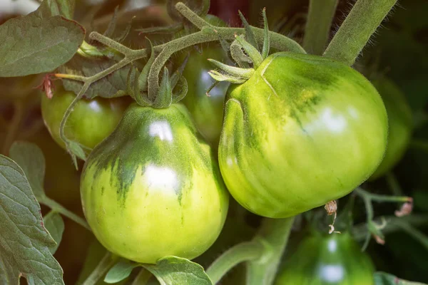 Groene Tomaten Een Tuin Close — Stockfoto