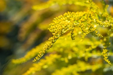 Goldenrod çiçeği veya Solidago Canadensis, bal bitkisi, gün batımı, yakın plan, seçici odak.