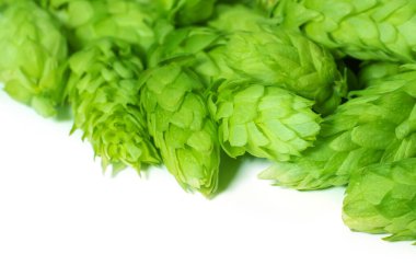 Bira yapmak için yeşil taze zıplama konileri ve ekmek beyazı arkaplanı kapat.