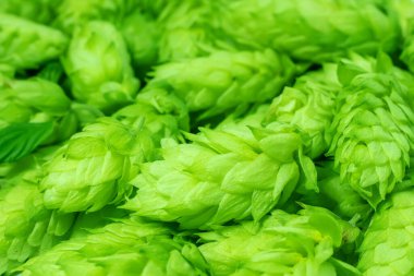 Taze yeşil kozalak. Arkaplan makrosu