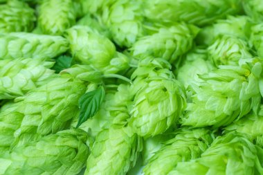 Taze yeşil kozalak. Arkaplan makrosu