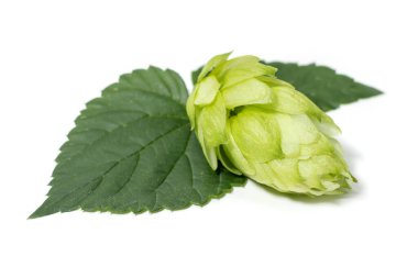 Yapraklı koni. Beyazda izole edilmiş.