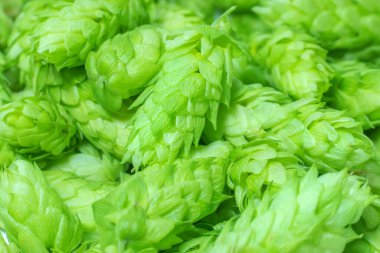 Taze yeşil kozalak. Arkaplan makrosu