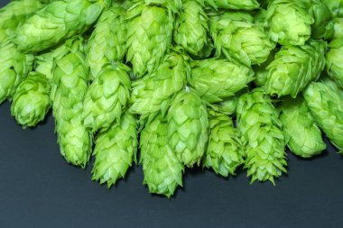 Siyah arka planda yeşil kozalaklar. Taze toplanmış çiçekler bira yapmak için zıplıyor / Yeşil taze kozalaklar