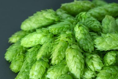 Siyah arka planda yeşil kozalaklar. Taze toplanmış çiçekler bira yapmak için zıplıyor / Yeşil taze kozalaklar