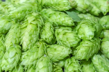 Taze yeşil kozalak. Arkaplan makrosu