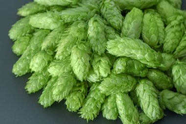 Koyu arkaplanda taze yeşil zıplama külahları.