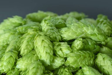 Koyu arkaplanda taze yeşil zıplama külahları.