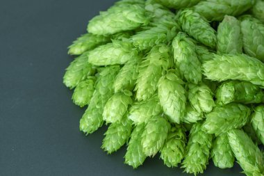 Siyah arka planda yeşil kozalaklar. Taze toplanmış çiçekler bira yapmak için zıplıyor / Yeşil taze kozalaklar