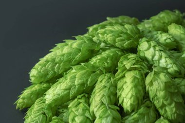 Siyah arka planda yeşil kozalaklar. Taze toplanmış çiçekler bira yapmak için zıplıyor / Yeşil taze kozalaklar