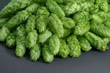 Siyah arka planda yeşil kozalaklar. Taze toplanmış çiçekler bira yapmak için zıplıyor / Yeşil taze kozalaklar