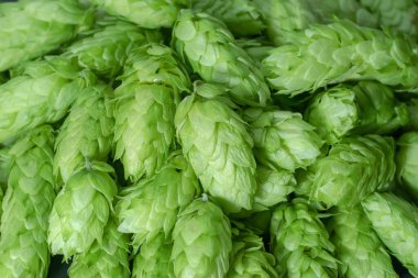 Taze yeşil kozalak. Arkaplan makrosu