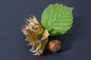 Karanlık arka planda yaprakları olan fındıklar. Corylus.