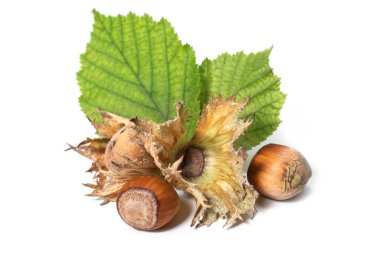 Beyaz arka planda filbert yapraklarıyla izole edilmiş fındıklar. Corylus.