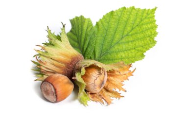 Beyaz arka planda filbert yapraklarıyla izole edilmiş fındıklar. Corylus.