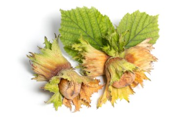 Beyaz arka planda filbert yapraklarıyla izole edilmiş fındıklar. Corylus.