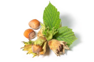 Beyaz arka planda filbert yapraklarıyla izole edilmiş fındıklar. Corylus.