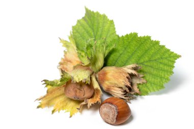 Beyaz arka planda yeşil yapraklı bir grup fındık. Corylus.