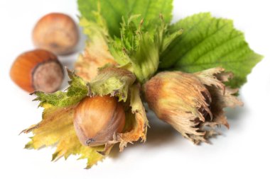 Beyaz arka planda filbert yapraklarıyla izole edilmiş fındıklar. Corylus.