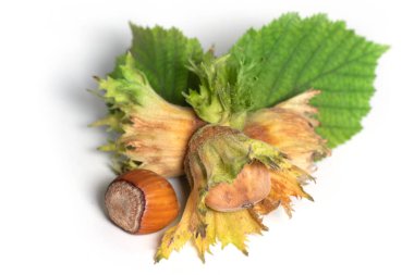 Beyaz arka planda yeşil yapraklı bir grup fındık. Corylus.