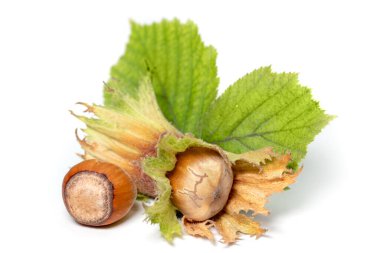 Beyaz arka planda yeşil yapraklı bir grup fındık. Corylus.